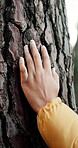 Bark, hand and touch with person in nature for connection, conservation or environment protection. Sustainability, texture and tree with activist in forest for ecology, growth or habitat welfare