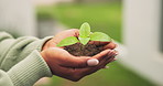 Growth, soil and hands of woman with plant for conservation, earth day and sustainability outdoor. Nature, sprout and person with seedling in fertilizer for eco friendly, environment and ecology