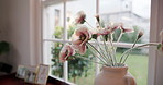 Vase, window and flowers in empty home for botany, decoration or floral growth in living room. Present, gift and bouquet of pink poppies in pottery for natural blossom in lounge at apartment.
