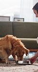 Woman, dog and feeding in living room with bowl, bonding together and pet care for wellness in house. Female person, Golden Retriever puppy and eating in home with food, nutrition or animal adoption.
