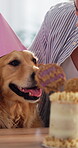 Stroke, woman and dog in home with birthday cake, bonding and celebration for adoption milestone. Pet owner, love and golden retriever in lounge to develop trust, animal care and treat at party