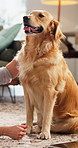 Woman, dog and pet in living room with love, bonding together and relax on weekend break in house. Female person, Golden Retriever puppy and chill in home with companion, loyalty or animal protection
