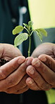 Sustainable, plant and hands of construction worker on site for botany, eco friendly or agro. Agriculture, man and civil engineer with green leaf in soil for spring, horticulture or hope outdoor.