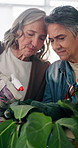 House, plants and women with spray, gardening and hobby with discussion in living room. Mature people, conversation and bottle for horticulture, hydration and maintenance for eco friendly growth
