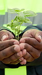 Hands, engineer and plants at construction site for growth, sustainability and earth day. Person, soil and sprout in environment for eco friendly, architecture and green energy for infrastructure
