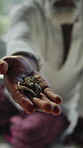 Hands, person and healer with herbs for ritual, herbal medicine and offer for holistic healing. Shaman, native and ingredients in home with plants, aromatherapy and indigenous remedy for traditional
