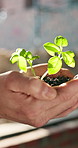 Hands, soil and engineer with plant growth at construction site, sustainable building or sprout. Person, protect environment and builder with seedling, eco friendly development and green architecture