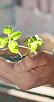 Hands, soil and engineer with seedling growth at construction site, sustainable building or sprout. Person, protect environment or builder with plant, eco friendly or green architecture with sunshine