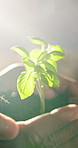 Hands, plant and soil with growth, sustainability and environment protection with sun flare. Person, green leaf and seedling in palm for conservation, ecology and sprout for future with new beginning