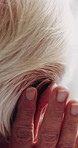 Hands, old man and ear in home with hearing aid, auditory support and implant prescription for audio. Closeup, deaf and senior person with disability, cochlear device and medical innovation for sound