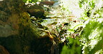 Outdoor, stream and green foliage in woods, sustainability and peaceful environment with vegetation. Plant, growth and water in forest, ecology and landscape in nature and creek with natural scenery