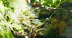 Outdoor, stream and green foliage in forest, sustainability and peaceful environment with vegetation. Plant, growth and water in woods, ecology and landscape in nature and creek with natural scenery