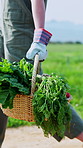 Farm, walking and woman with basket of vegetables, fresh produce or harvest for sustainability. Agriculture, farmer and person with crops for organic growth, food production or ecology in countryside