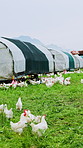 Agriculture, hand and chicken feeding on field for healthy growth, flock immunity or egg production. Farmer, person and grain to free range livestock for nutrition, poultry farming and agribusiness
