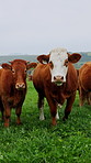 Outdoor, face and cows in field on farm for agriculture, sustainability and free range animals. Nature, countryside and cattle with grass for grazing, fresh air and healthy for dairy production
