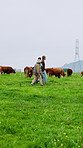Walk, cows and people with farming in agriculture for herd management, team or monitor livestock. Agribusiness, farmers and inspection in field for cattle ranching, animal health and mockup space