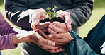 Hands, soil and people with sprout outdoor for earth day, sustainable growth and environmental care. Team, nature and group with plant for climate change support, conservation or eco friendly charity