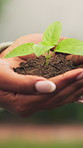 Botany, soil and hands of woman with plant for conservation, accountability or sustainability outdoor. Growth, sprout and person with seedling in dirt for eco friendly, environmental care or ecology