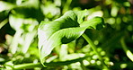 Green, plants and leaves in environment with growth, biodiversity and sunshine for photosynthesis. Foliage, ecosystem and sustainable in nature with stem, botanical and horticulture for conservation