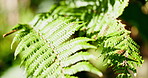 Green, leaves and growth in nature with fern, biodiversity and sunshine for plant photosynthesis. Foliage, ecosystem or sustainable outdoor with evergreen, botanical and horticulture for conservation