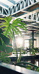 Office, plants and interior in green business, sustainability and decor in corporate workplace. Eco friendly room, company and leaves in professional environment, empty or flare with biophilic design