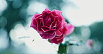 Plants, flower and growth outdoor with leaves, biodiversity and environment for photosynthesis. Bokeh, rose and sustainable in nature for botanical, blooming season and horticulture for conservation