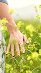 Hand, person and touch flowers in countryside for wellness, spring and walking on vacation outdoor. Meadow, feel and woman at field with plants for travel, rapeseed bloom and floral growth on holiday