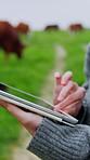 Tablet, hands and agriculture with scroll in field, sustainable cattle business and online planning. Person, cows and farmer outdoor with livestock, tech and research on website for agribusiness