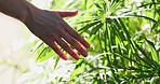 Woman, hands and touch plants outdoor for nature appreciation, walk and grounding for stress relief. Person, feeling leaf texture and adventure for self regulation, wellness and sustainability.