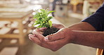Hands, plant and man in workshop for sustainability, accountability and flare for contractor. Growth, manufacturing and worker with sprout for conservation, eco friendly furniture or factory support