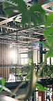 Office, plants and green interior in business, sustainability and decor in corporate workplace. Eco friendly room, company and leaves in professional environment, empty or flare with biophilic design