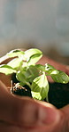 Growth, sustainability and hands with plants, closeup and farming for green development and ecology. Soil, fertilizer and person with leaves on palm, gardening and crop maintenance for agriculture