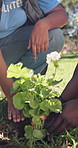 Community service, gardening and hands with plant in nature, sustainability or teamwork for project. Outdoor, gardener and collaboration for green development, volunteering and happy people at park