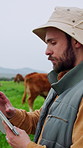 Man, research and tablet on farm with cattle, scroll report and AI platform for livestock management. Cows, farmer or person outdoor with tech innovation for agriculture, dairy business and planning.