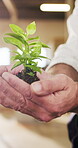 Sustainable, business and hands with plant, compliance and ethics in environmental responsibility. Conservation, man and employee with leaf, ESG investment and green practice in corporate governance.