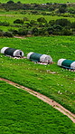 Poultry, agriculture and drone with chicken on farm for free range, sustainability and egg production. Organic livestock, ranch and above with animals in coop in countryside meadow for environment