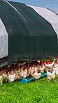 Agriculture, environment and coop with chicken on farm for free range, sustainability and egg production. Organic livestock, poultry ranch and meat industry with animals in countryside meadow