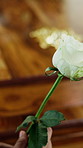 White rose, funeral and hands of person with casket in church for remembrance, mourning or grief service. Flower, memorial and support in cathedral for burial ceremony for loss, sympathy or respect