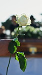 Flower, funeral and hands of person by coffin at graveyard for remembrance, mourning or grief service. White rose, memorial and support at cemetery for burial ceremony for loss, sympathy or respect