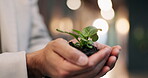Man, hands and soil with sprout in office for green investment, future profit or ESG project. Night, finance investor or plant at company for corporate sapling, sustainable funds or growth potential