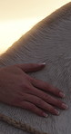 Hands, woman and petting outdoor with horse, interaction and adventure for horseback riding. Person, cowgirl and touch equestrian in countryside with sunset, companion animal and pet care for bonding