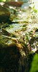 Nature, stream and green plants in forest, sustainability and peaceful environment with vegetation. Foliage, growth and water in woods, ecology and landscape outdoor and creek with natural scenery