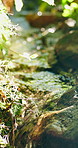 Outdoor, stream and green plants in forest, sustainability and peaceful environment with vegetation. Foliage, growth and water in woods, ecology and landscape in nature and creek with natural scenery