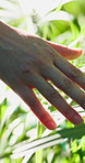 Person, hands and feeling with leaves in nature for floral texture, sensory or natural growth. Closeup, environmentalist or touch with plant for garden conservation, agriculture or outdoor sunlight