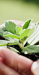 Hands, soil and person with plant for growth, sustainability or gardening for botany outdoor. Seedling, fertilizer and botanist with green leaf in nature or ecology, sprout or natural conservation.