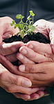 Hands, soil and people with plant for growth, sustainability or gardening for botany outdoor. Seedling, fertilizer and friends with green leaf in nature or ecology, sprout or natural conservation.
