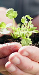 Person, hands and plant with soil in nature for conservation, natural growth or agriculture nurture. Closeup, environmentalist or gardener with sapling, seedling or leaves in dirt for gardening