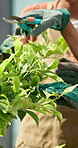 Shears, plant and help with hands in garden for eco friendly pruning, botany and growth maintenance. Sustainability, gardener and leaf with people in backyard of home for nature, tools and hobby