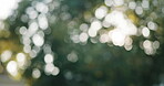 Bokeh, environment and trees in nature with breeze, ecosystem and greenery aesthetic with light. Outdoor, summer and plants in forest with blur, wallpaper and wilderness care for earth day awareness