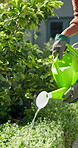 Hands, gardening and watering can in home backyard for green thumb, maintenance or eco friendly hobby. Female person, plants and garden gloves outdoor for landscaping, tools and moisture for wellness